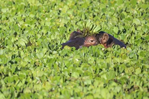 Hippopotamus (Hippopotamus amphibius) in a pond covered with water lettuce