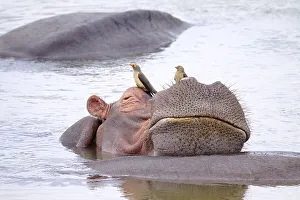 Hippopotamus (Hippopotamus amphibius) relaxing on another hippo