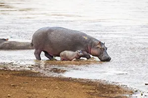 Hippopotamus, hippopotamus (Hippopotamus amphibius) and newborn young on the Mara River