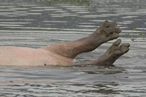 Hippopotamus, hippos, hippopotamus
