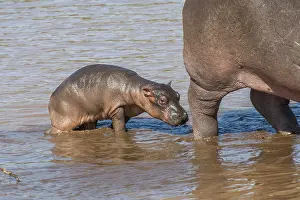Hippopotamus with young, (Hippopotamus amphibius)