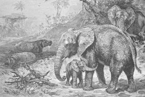 Hippos and African elephants in the wild