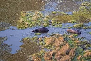 Two hippos (Hippopatamus amphibius) in water