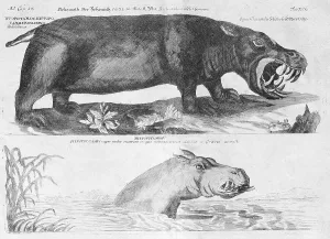 Hippos (Hippopotamus amphibius)
