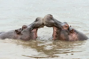 Hippos (Hippopotamus amphibius)