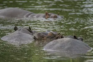 Hippos (Hippopotamus amphibius)