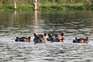 Hippos (Hippopotamus amphibius)