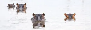 Hippos (Hippopotamus amphibius) in a water hole