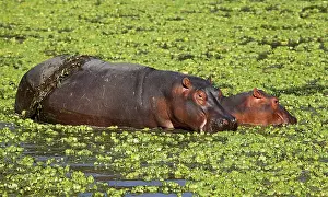 Hippos at South Luangwa National Park