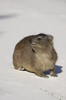 Hirax (Procavia capensis) on white sand