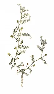 Hirsuta, Ervum hirsutum, hairy vetch (Vicia)