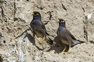 Hirtenmaina, Acridotheres tristis, Uzbekistan