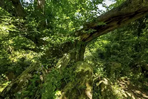 Historic chestnut, chestnut tree