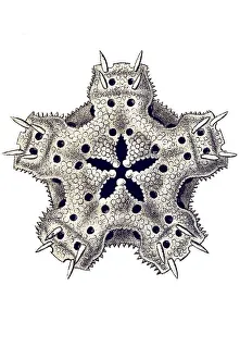 Historic illustration, ablet 10