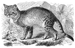 Historic illustration of an African wildcat