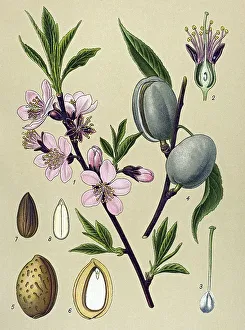 Historic illustration, Almond Tree (Amygdalus communis)