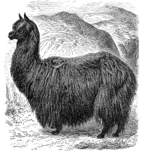 Historic illustration of an alpaca (Vicugna pacos)