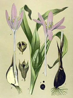 Historic illustration, Autumn Crocus (Colchicum autumnale)