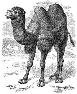 Historic illustration of a Bactrian camel (Camelus ferus)