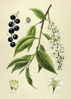 Historic illustration, Bird Cherry (Prunus padus)