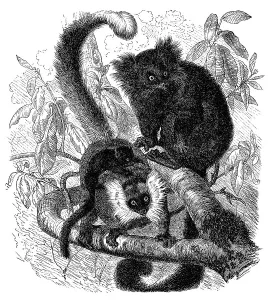 Historic illustration of black lemurs (Eulemur macaco)