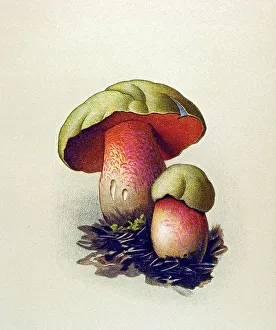 Historic illustration, Boletus Lupinus (Boletus lupinus)