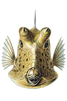 Historic illustration, Boxfish (Ostracion cornatus)