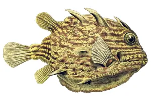 Historic illustration, Boxfish (Ostracion cornatus)