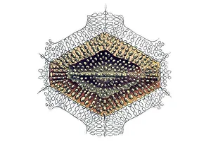 Historic illustration, Boxfish (Ostracion cornatus)