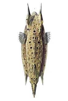 Historic illustration, Boxfish (Ostracion cornatus)