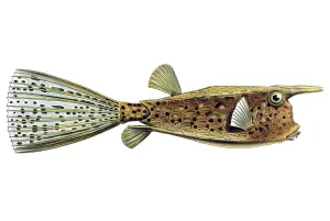 Historic illustration, Boxfish (Ostracion cornatus)