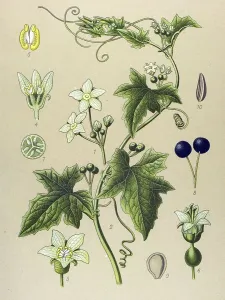 Historic illustration, Bryony (Bryonia alba)