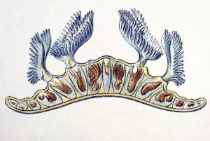 Historic illustration, Bryozoa