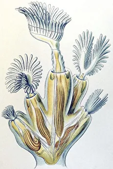 Historic illustration, Byozoa, young stem