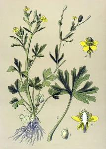 Historic illustration, Celery-leaved Buttercup (Ranunculus sceleratus)