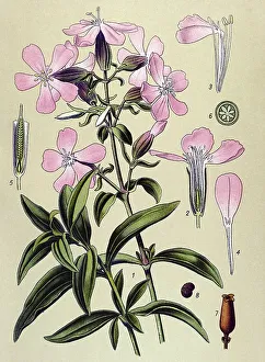 Historic illustration, Common Soapwort (Saponaria officinalis)
