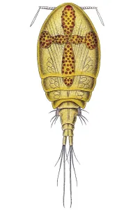 Historic illustration, Copepod (Copepoda)