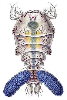 Historic illustration, Copepod (Copepoda)