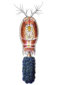 Historic illustration, Copepod (Copepoda)