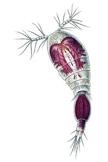 Historic illustration, Copepod (Copepoda)