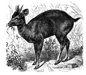 Historic illustration of a cuagu pita (Cervus rufus)