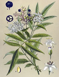 Historic illustration, Danewort (Sambucus ebulus)