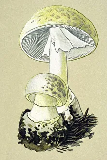 Historic illustration, Death Cap (Amanita phalloides)