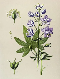 Historic illustration, Delphinium Staphysagria (Delphinium staphysagria)