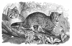 Historic illustration, felis undata (Felis undata)