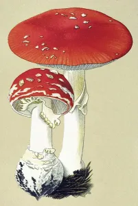 Historic illustration, Fly Agaric (Amanita muscaria var muscaria)