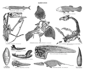Historic illustration of fossils from the Jurassic