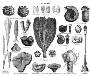 Historic illustration of fossils from the Jurassic