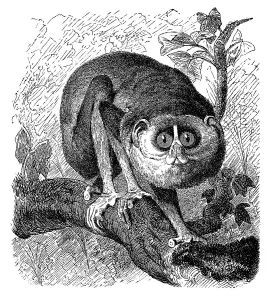 Historic illustration of a gray slender loris (Loris lydekkerianus)