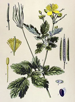 Historic illustration, Greater Celandine (Chelidonium majus)